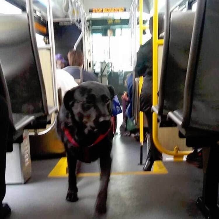 Собака самостоятельно садится на автобус и ездит в парк