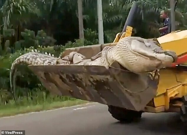 В Индонезии местные жители поймали "крокодила-демона" весом полтонны