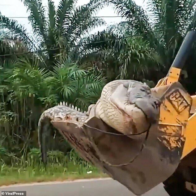 В Индонезии местные жители поймали "крокодила-демона" весом полтонны