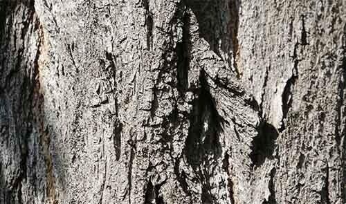 Любое дерево на 99% состоит из неживой ткани. Оставшийся 1% живых клеток – это  листья, кончики корней и тонкий слой под названием флоэма, находящийся под корой и доставляющий питание от листьев к корням.