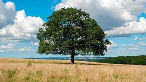 В штате Джорджия есть дерево, принадлежащее самому себе. В 1800-х его хозяин профессор Джексон передал дерево в собственность самому себе, так же как и землю в радиусе 2,5 метров от ствола.