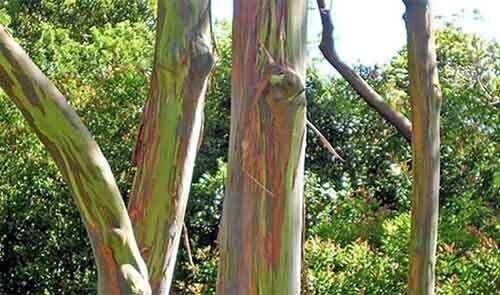 На Гавайях растут эвкалиптовые деревья, кора которых переливается всеми цветами радуги!