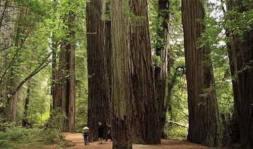 Люди вырубили почти 96 %  мамонтовых деревьев, которые считаются одними из  самых старых и самых высоких деревьев на Земле.