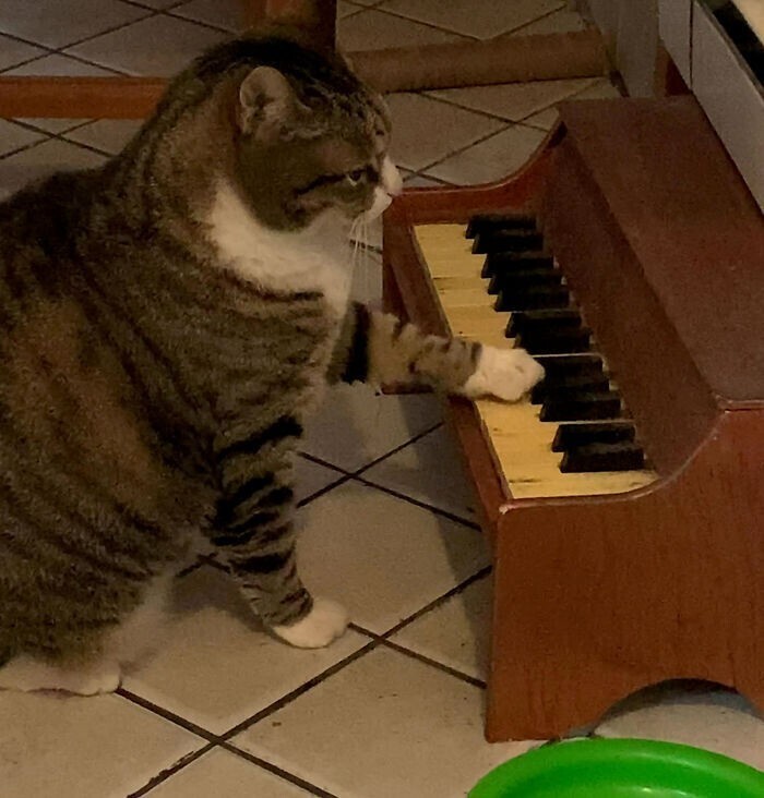 Кот играет на пианино, чтобы попросить у хозяйки поесть