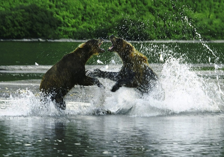 Почему медведи на Камчатке драчливее всех остальных?