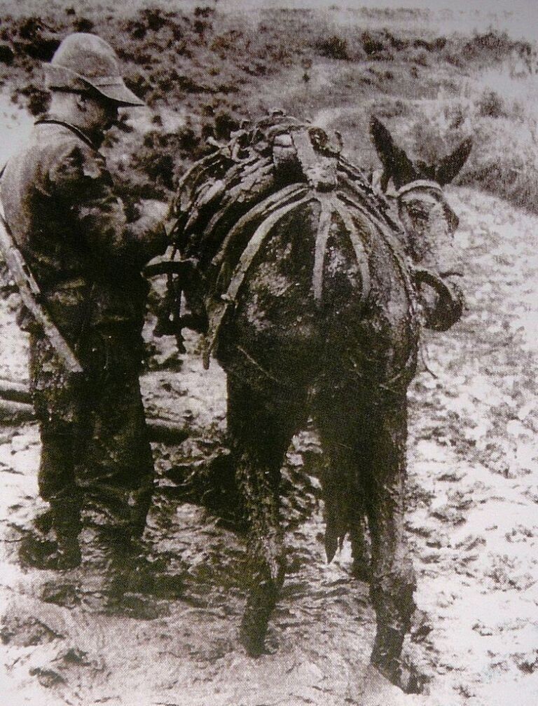 Мул, основное средство передвижения в горах. Албания. 1940