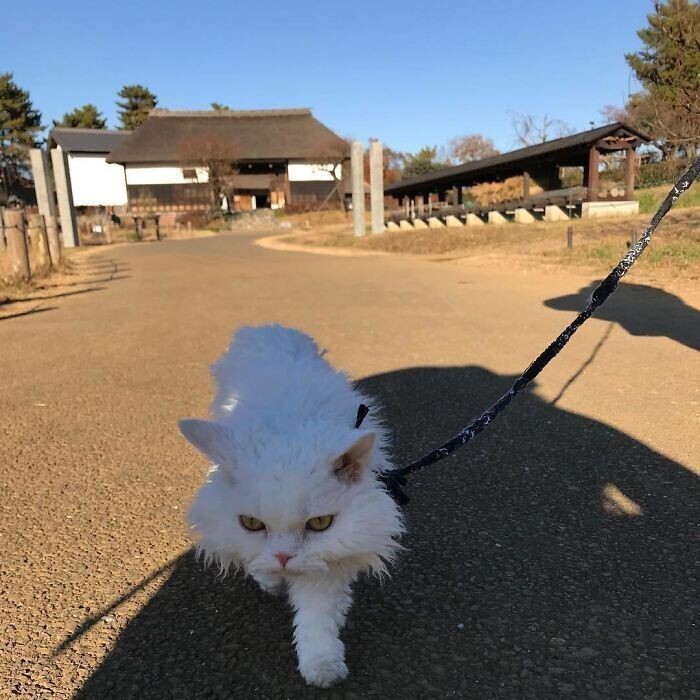 Чирико - вечно недовольная кошка из Японии