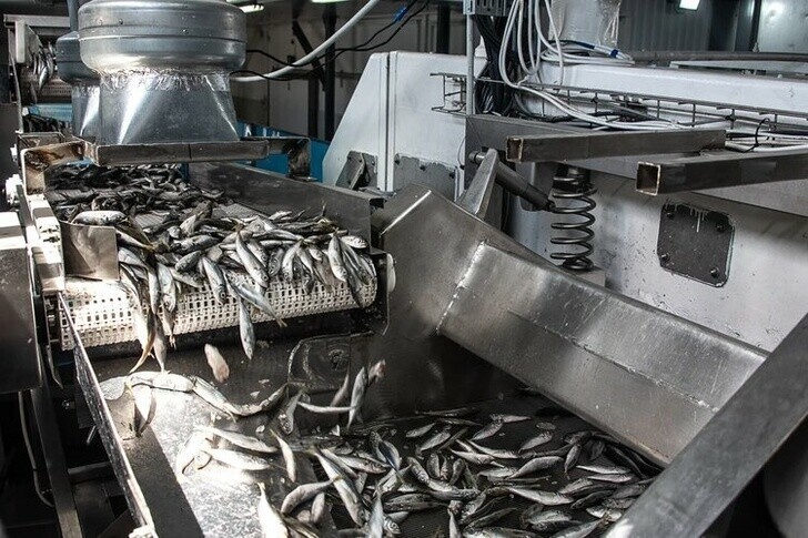 В Севастополе развернули производство с технологией штучной заморозки и упаковки рыбы