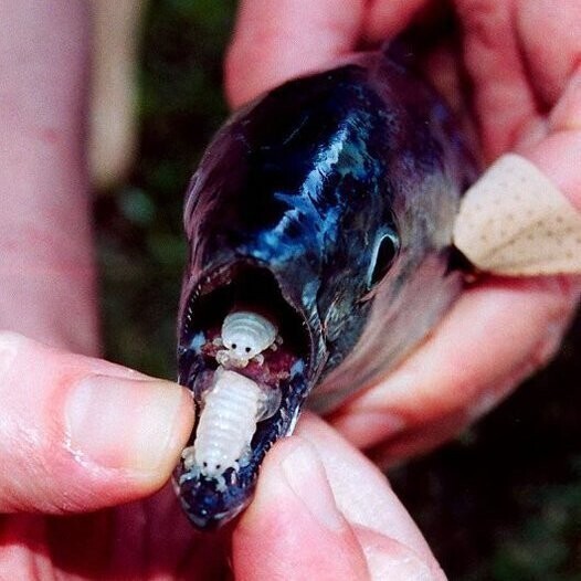 Биолог нашёл в рыбе реальный прототип «Чужого»