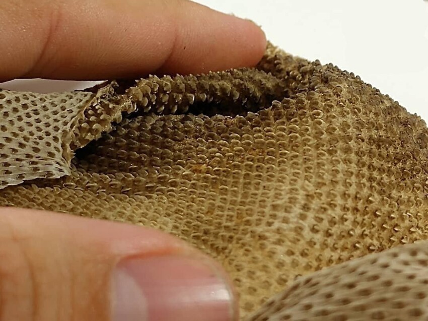 Змея слоновый хобот: Дряблые змеи-шарпеи настолько ленивые, что порастают растениями