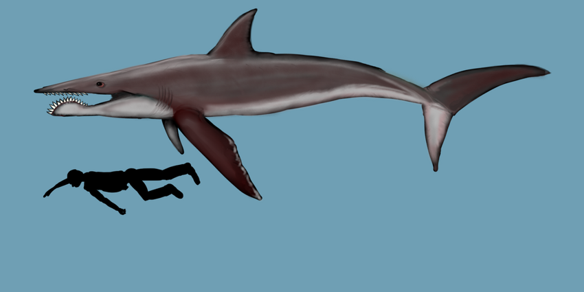 Геликоприон: Акула с циркулярной пилой на нижней челюсти
