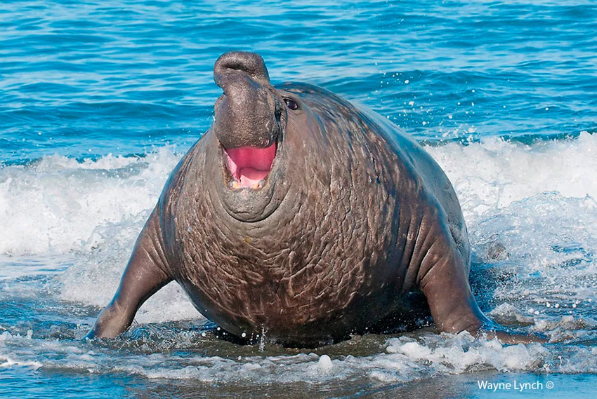 Северный морской слон: Ждун — жесточайшее существо на планете. И как после этого воспринимать известный мем?