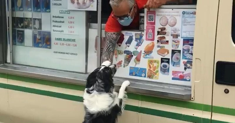 Собака каждый день встречает фургон с мороженым