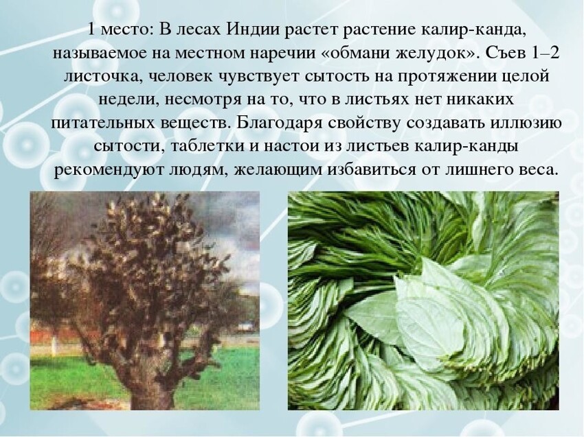 Нет такого растения - ни такого названия, ни листьев с такими свойствами, ни в Индии, ни где либо еще в мире. Смиритесь с этим и не читайте всякую ерунду