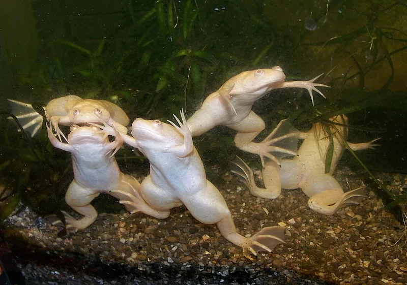 Ксенопус: Голенькая лягушка, геном которой мистическим образом слишком человеческий