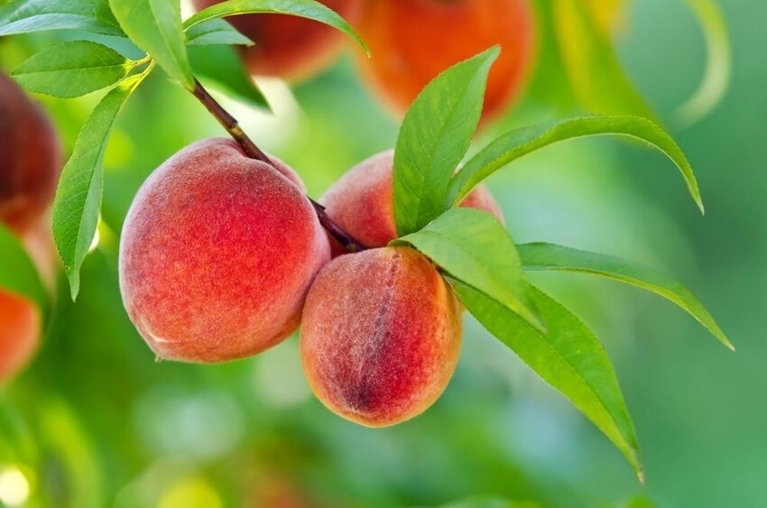 Почему опадают персики