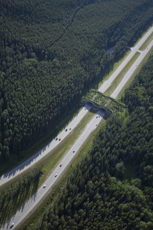 Лидером по числу экодуков в ЕС являются Нидерланды, где их насчитывается более 600 по всей стране. Самый длинный экодук в Нидерландах простирается на 800 метров и охватывает шоссе, железную дорогу и даже поле для гольфа.