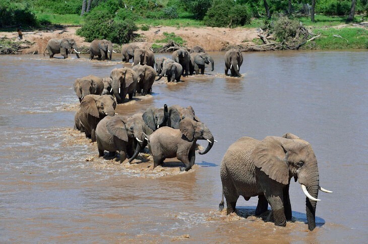 Слоны переходят реку Эвасо-Ньиро в национальном заповеднике Самбуру в Кении. (Фото Carl De Souza):