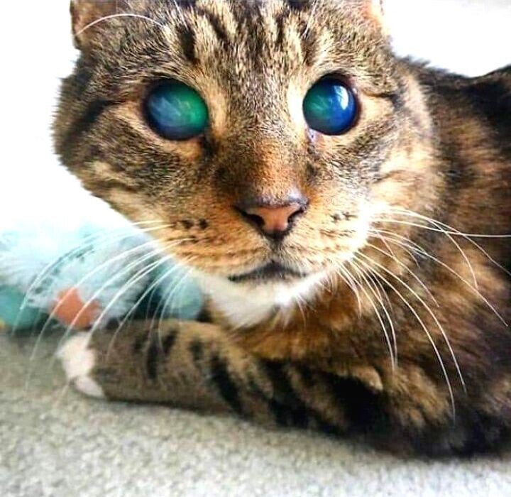 Познакомьтесь с котом по кличке Сорен. Он ослеп и его глаза стали похожи на северное сияние