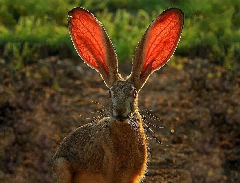 Чернохвостый заяц: Венозный эхолокатор. Как живут зайцы с огромными ушами-радарами?