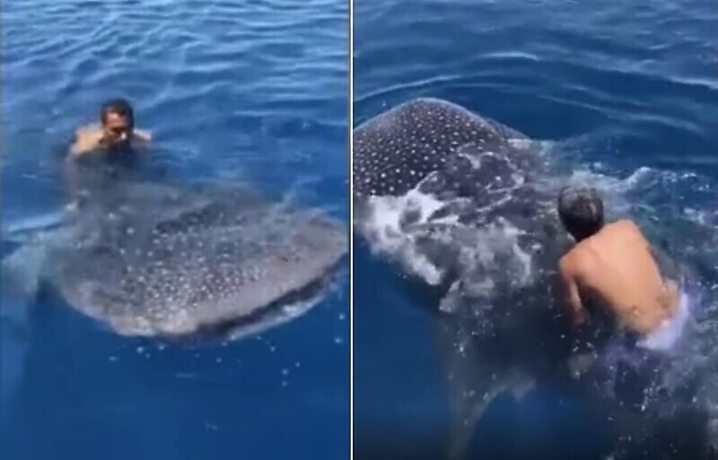 Мужчина из Саудовской Аравии покатался на спине китовой акулы