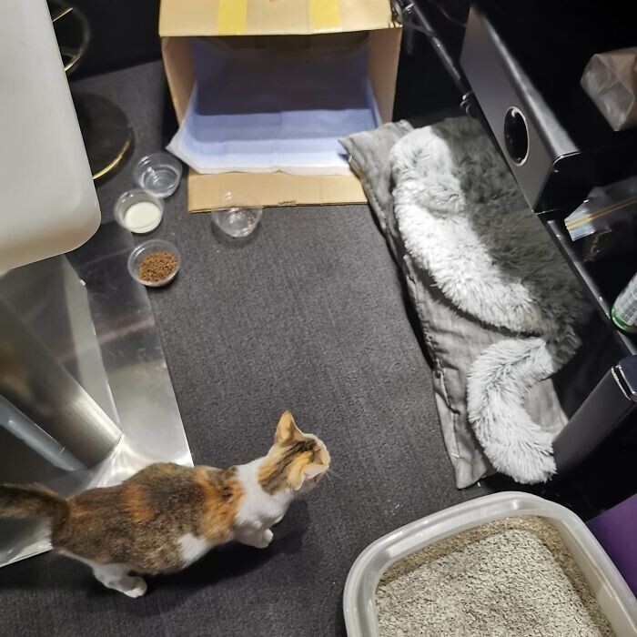 Сотрудница принесла на работу беременную кошку - за нее волновались всем офисом