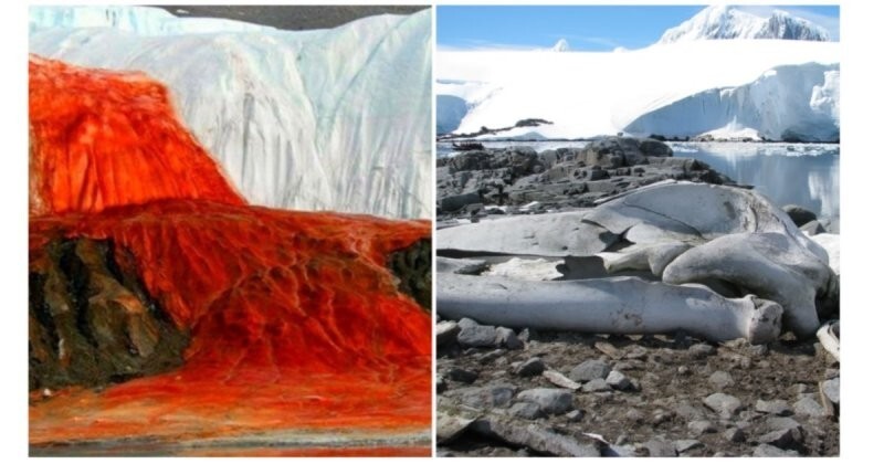 6 поразительных открытий в Антарктиде, о которых вы возможно не знали