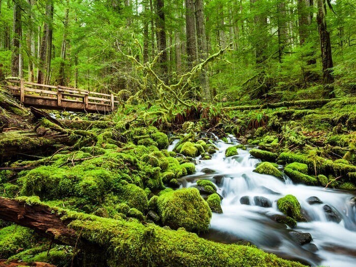 Олимпик, национальный лес в Вашингтоне.