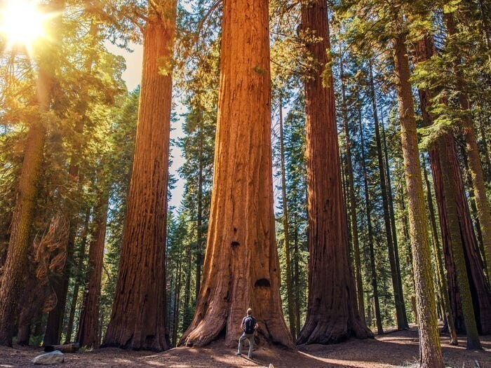  Деревья в Национальном парке Секвойя в Калифорнии являются одними из самых больших в мире.