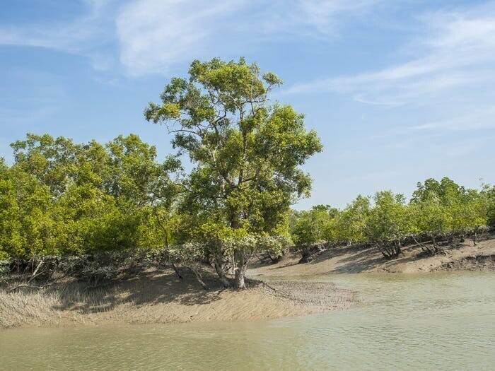  Сундарбан в Индии являются домом для крупнейшего в мире мангрового леса.
