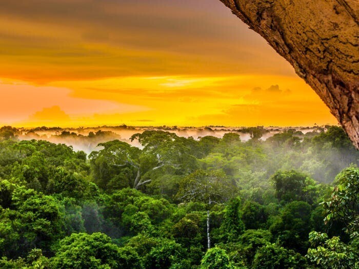  Красота тропических лесов Амазонки охватывает множество стран и считается крупнейшим в мире тропическим лесом.