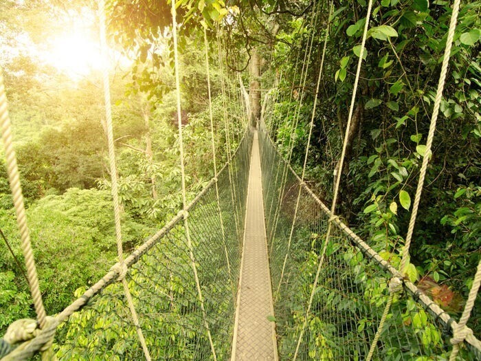 Таман Негара в Малайзии является одним из старейших тропических лесов в мире.
