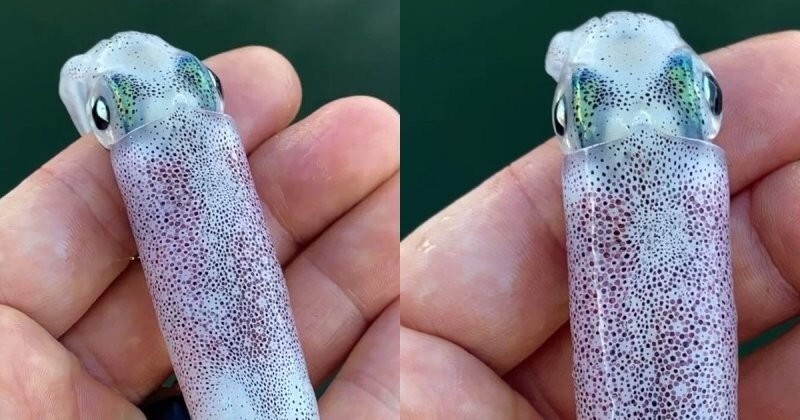 Завораживающие, меняющие цвет кальмары