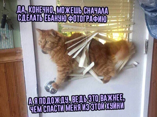 Прикольные и смешные картинки