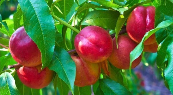 Чем на самом деле отличаются персики от нектаринов?