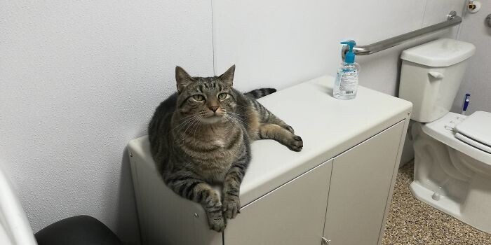 "Когда я просыпаюсь и иду в ванную, стою в дверях и жду, когда первым войдет мой пожилой кот. Он любит составить мне компанию"