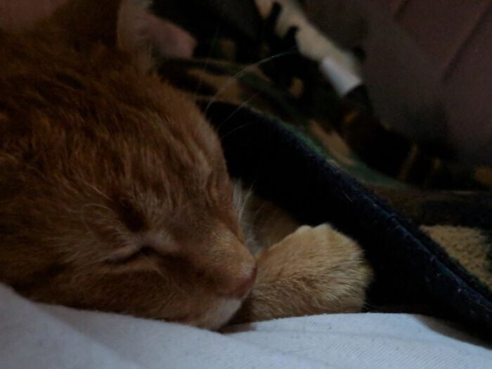 "Моя кошка каждую ночь залазит ко мне под одеяло. И даже если я ночую в отеле, я по привычке поднимаю край одеяла для нее"