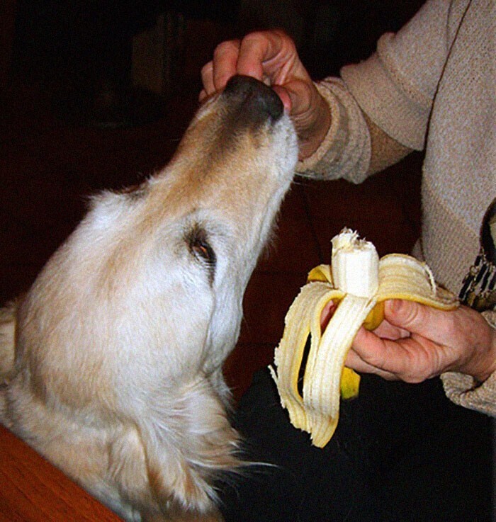 "Перед утренней пробежкой я ем банан. И всегда разделяю его на две части и отдаю вторую собаке, потому что она обожает бананы. Вот такой ритуал"
