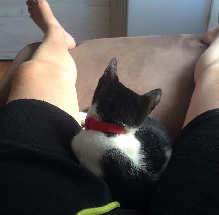 "Всегда приходится спать с раскинутыми ногами, потому что кошка любит спать только так"