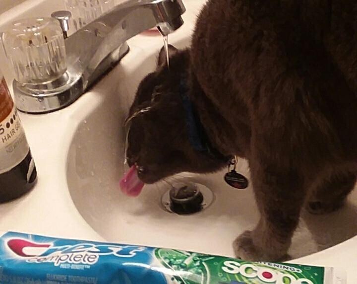 "Мой кот любит пить воду из раковины, поэтому каждое утро я включаю ему кран. А еще, он любит скидывать вещи с поверхностей, и я ставлю рядом пару бутыльков, чтобы он не скучал"
