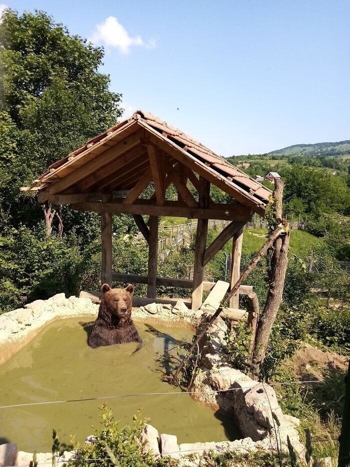 "Работаю волонтером в заповеднике для медведей в Хорватии. Решила просто поделиться этим фото"