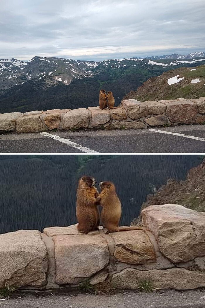 "Застали эту романтичную сцену в горах Колорадо"