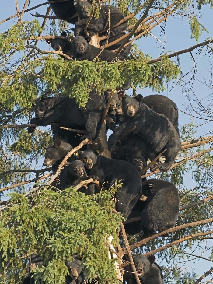 Ничего особенного, просто медведи на деревьях