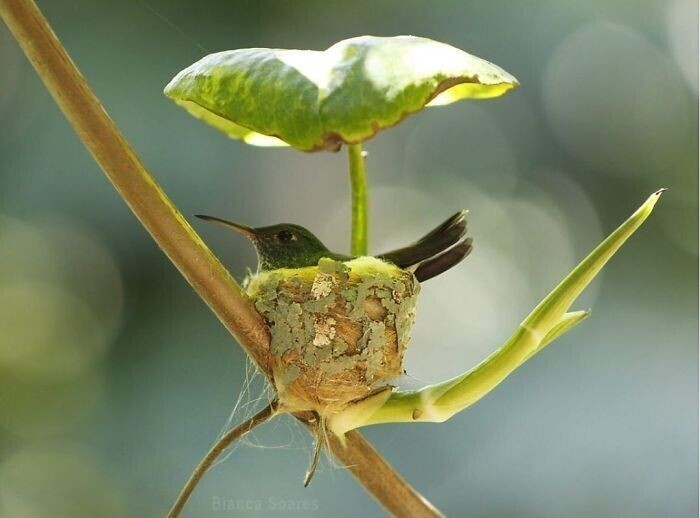 Гнездо колибри с крышей из листика
