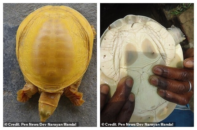 В Непале нашли редкую черепаху с золотистым панцирем