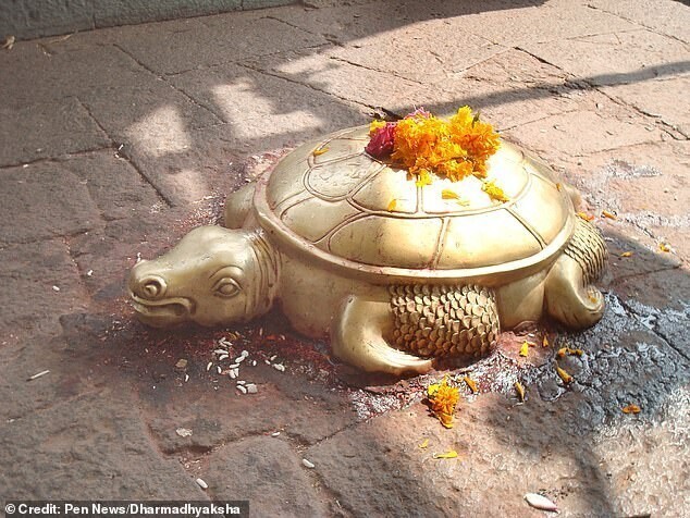 В Непале нашли редкую черепаху с золотистым панцирем