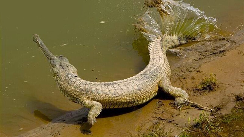 Гавиал — это один из самых необычных крокодилов на всём белом свете