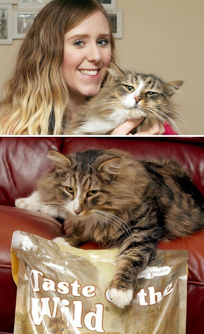 Женщина нашла пропавшую кошку спустя 14 месяцев. Та стала в два раза больше по размеру, потому что все это время жила на фабрике по производству корма