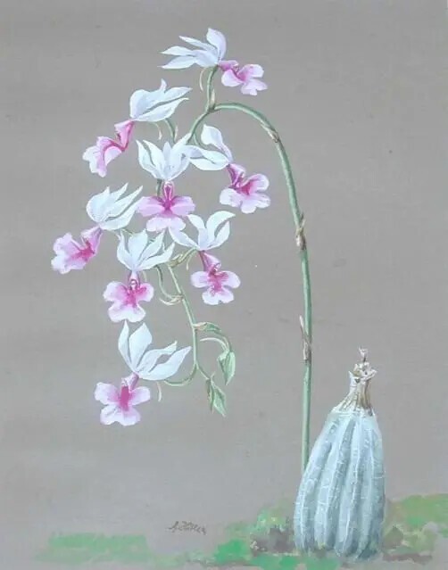 «Белые орхидеи».