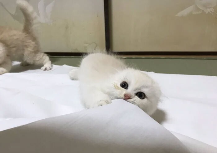 В Японии есть отель, в котором можно "арендовать" кота